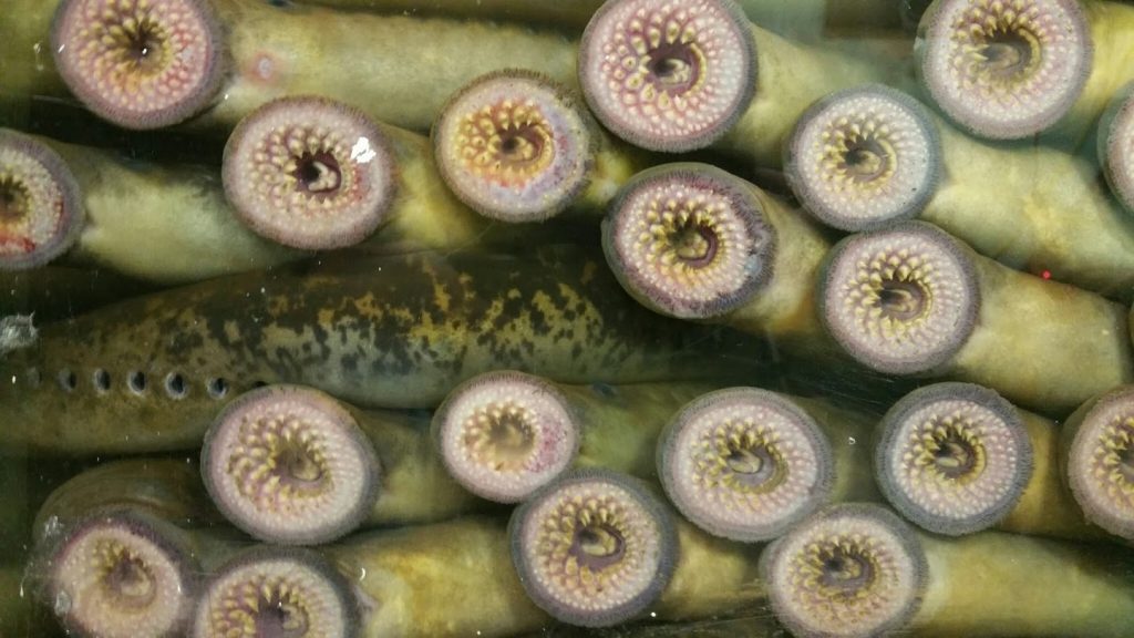 Lamprey