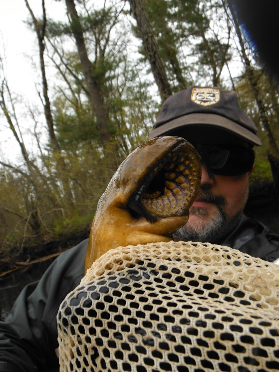 Closeup of sea lamprey head