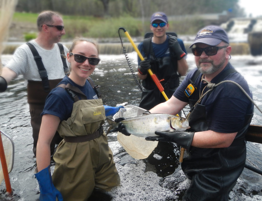 Happy electrofishers displaying their catch