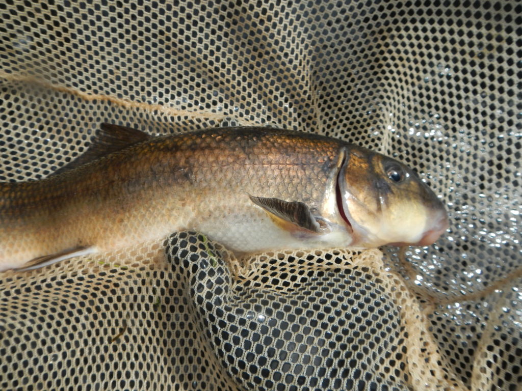 American Shad Assessment